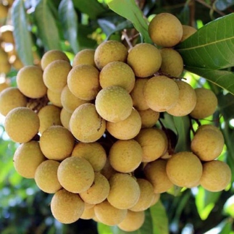 CÂY GIỐNG NHÃN IDO