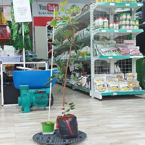 CÂY GIỐNG NHÃN XUỒNG