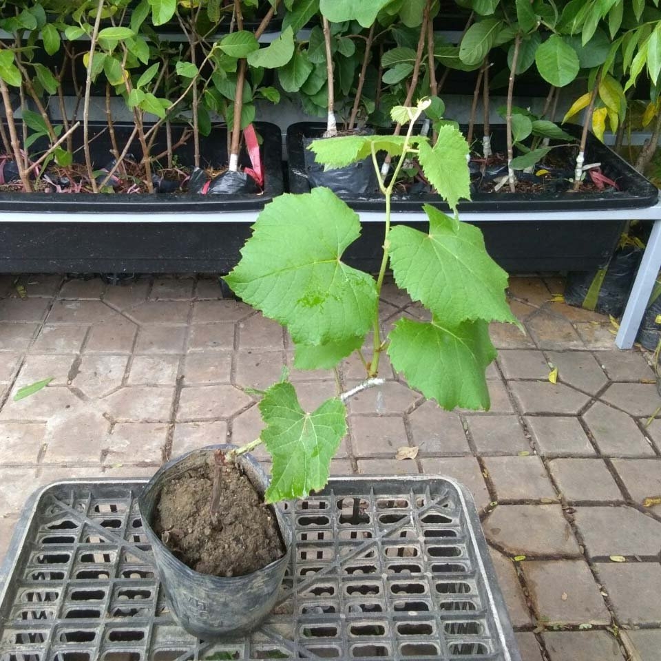 CÂY GIỐNG NHO KẸO
