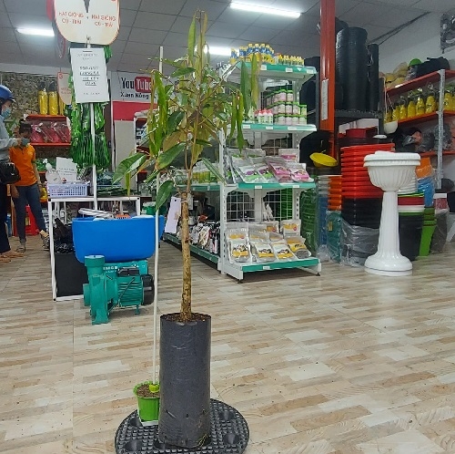 CÂY GIỐNG SẦU RIÊNG MUSANKING