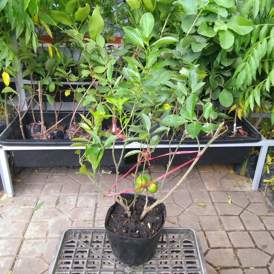 CÂY GIỐNG TẮC BÁNH XE