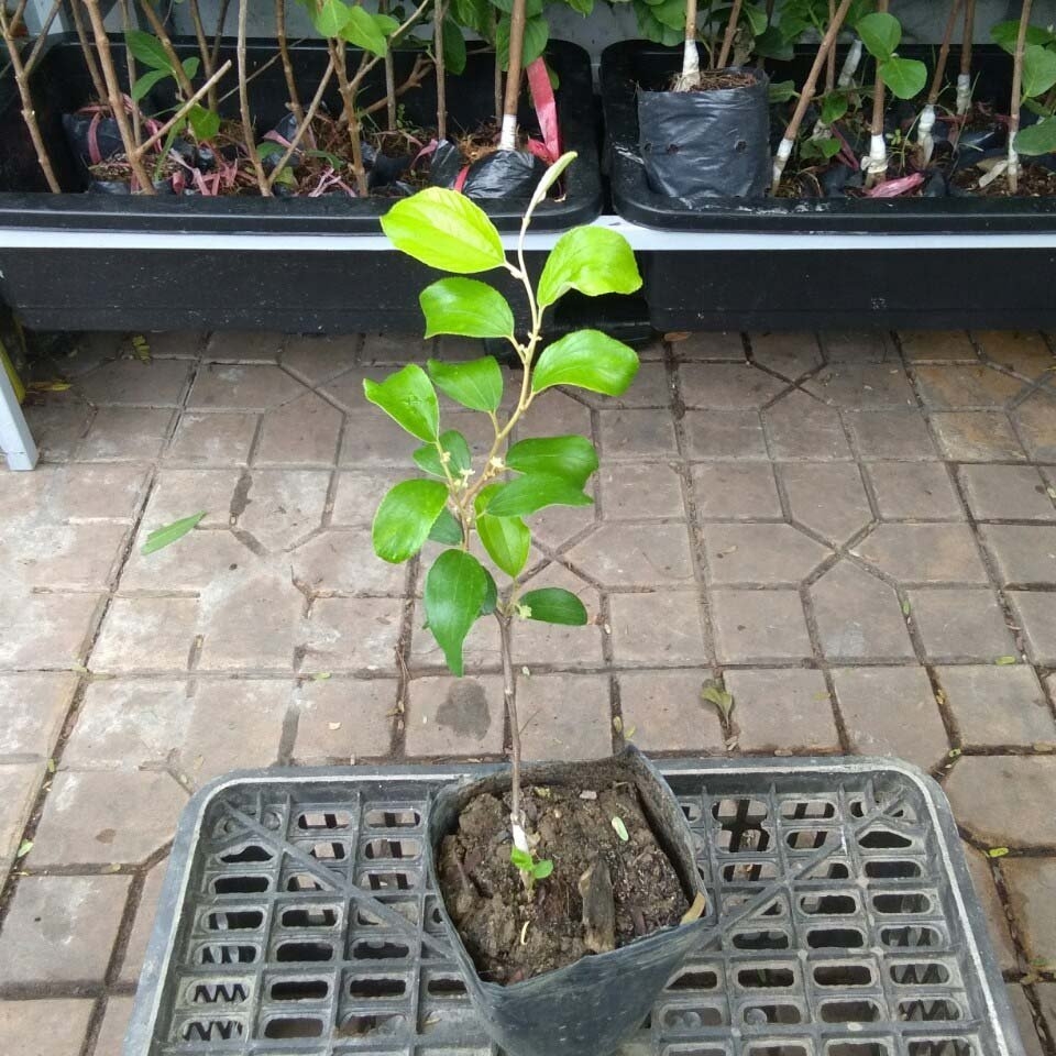 CÂY GIỐNG TÁO XANH THÁI