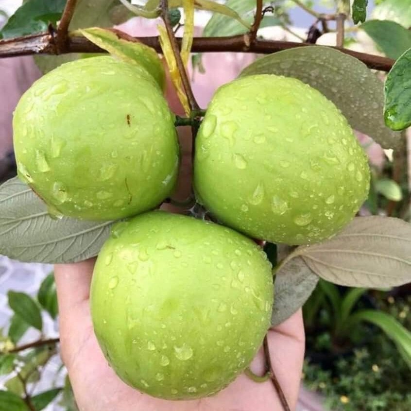 Bán cây giống táo xanh thái. Cách trồng táo thái trong chậu