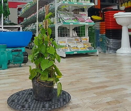 CÂY GIỐNG THIÊN LÝ