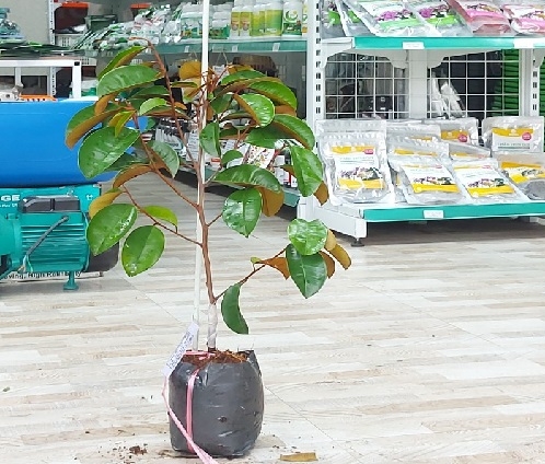 CÂY GIỐNG VÚ SỮA MIKA