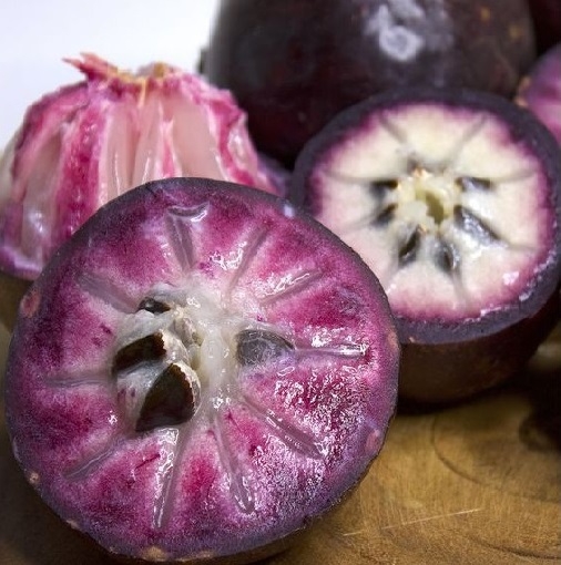 CÂY GIỐNG VÚ SỮA MIKA