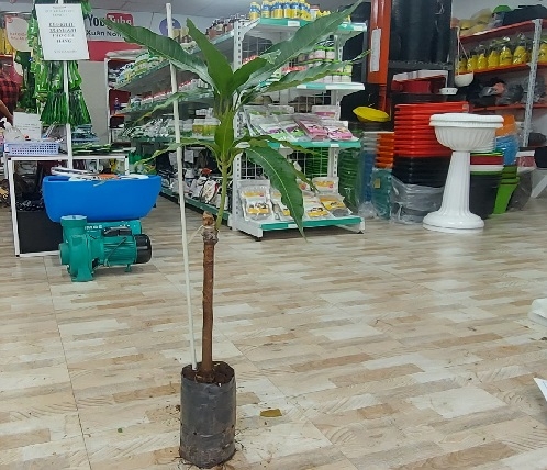 CÂY GIỐNG XOÀI CÁT