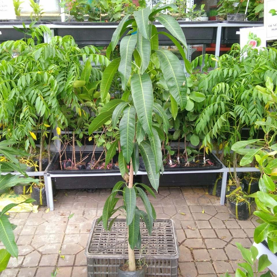 CÂY GIỐNG XOÀI ĐÀI LOAN
