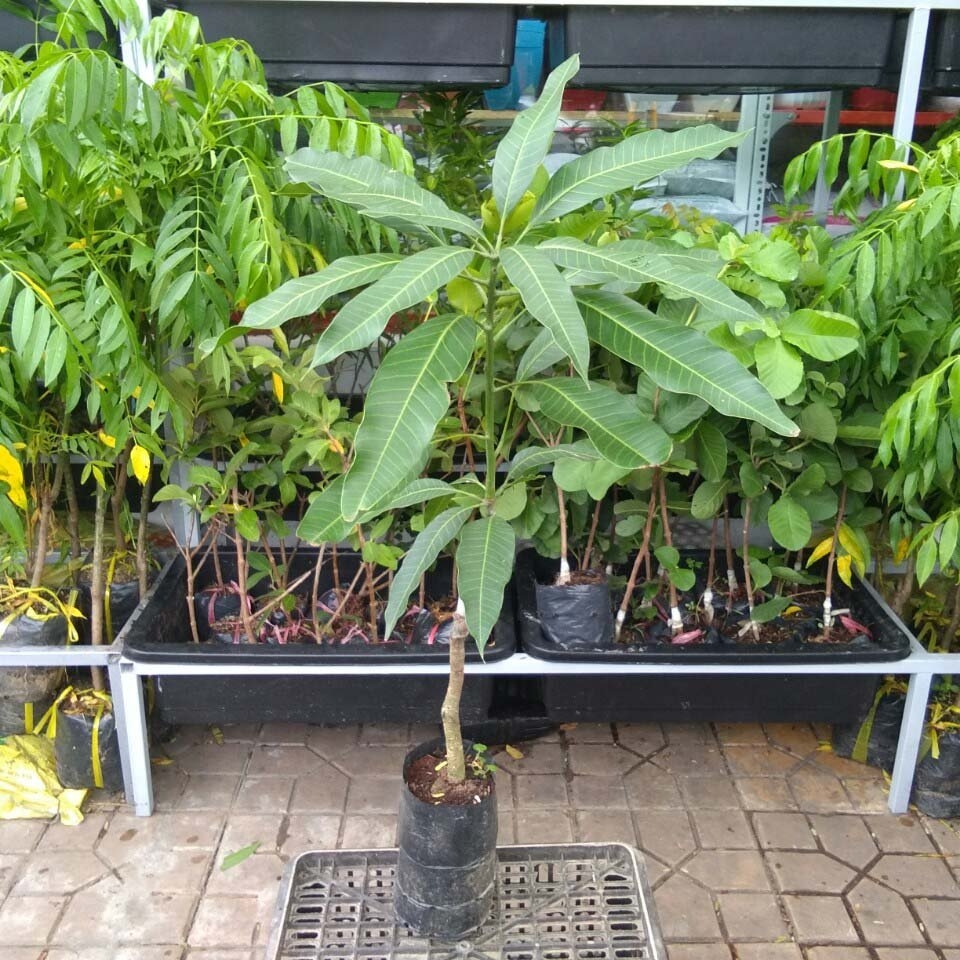 CÂY GIỐNG XOÀI THÁI