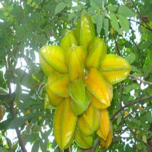 CÂY GIỐNG KHẾ NGỌT