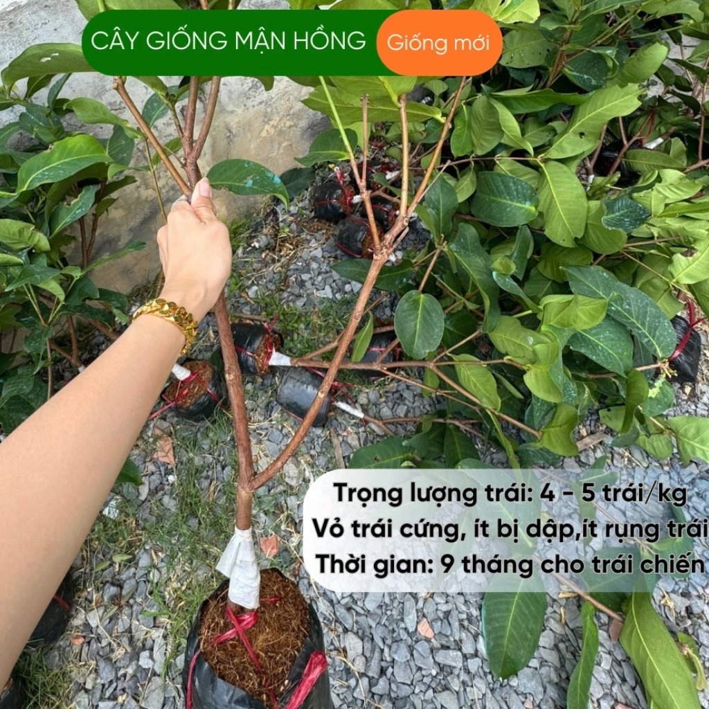 Mận Hồng Sóc Trăng MST - Trái 250gr