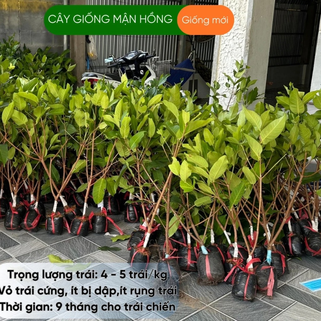 Mận Hồng Sóc Trăng MST - Trái 250gr