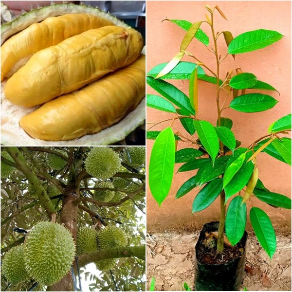 CÂY GIỐNG SẦU RIÊNG RI6