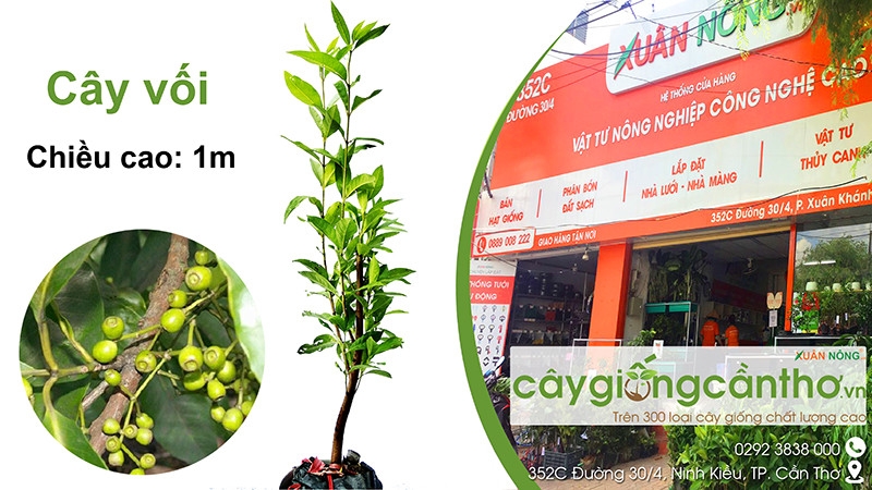 CÂY GIỐNG LÁ VỐI