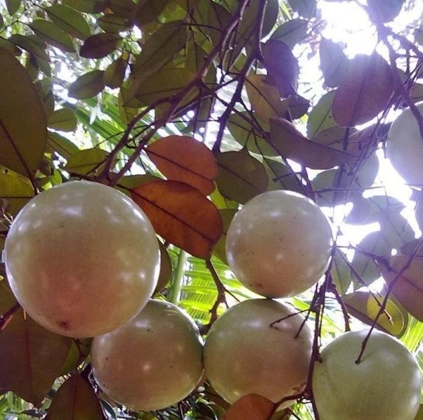 CÂY GIỐNG VÚ SỮA LÒ RÈN