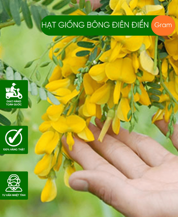 Hạt giống bông điên điển