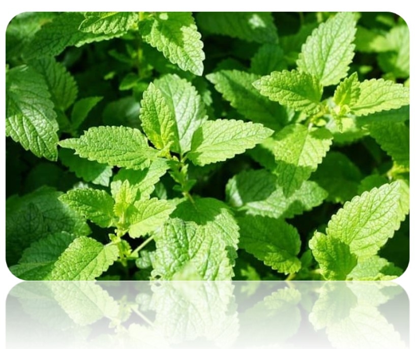 HẠT GIỐNG BẠC HÀ ÂU