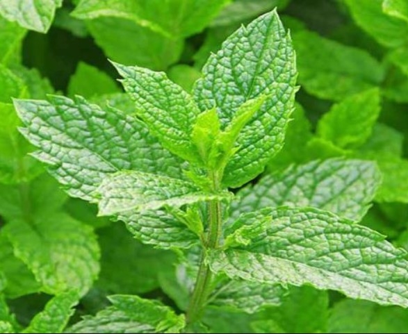 HẠT GIỐNG BẠC HÀ ÂU