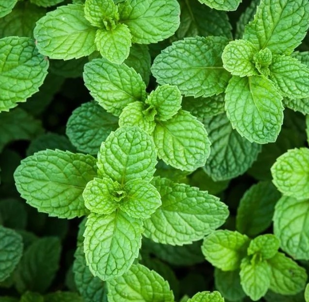 HẠT GIỐNG BẠC HÀ ÂU