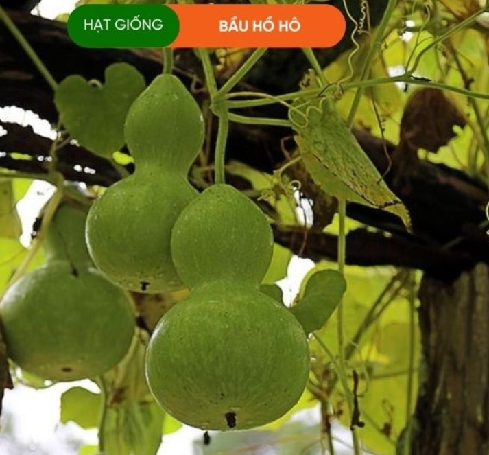 HẠT GIỐNG BẦU HỒ LÔ