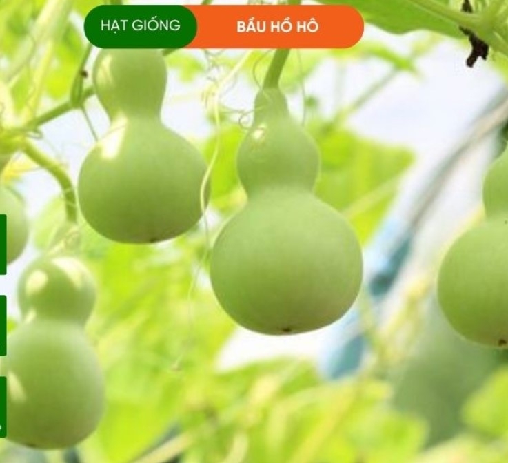 HẠT GIỐNG BẦU HỒ LÔ