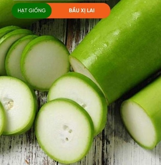 HẠT GIỐNG BẦU XỊ LAI