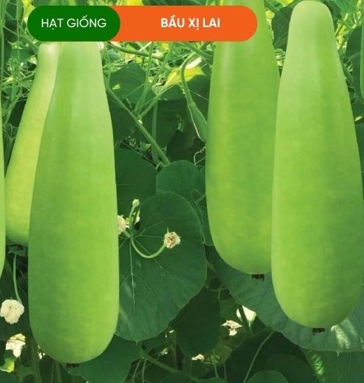 HẠT GIỐNG BẦU XỊ LAI