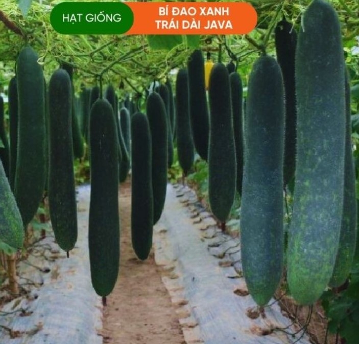 HẠT GIỐNG BÍ ĐAO XANH TRÁI DÀI JAVA