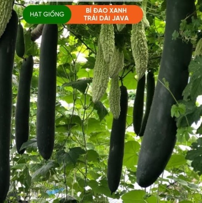 HẠT GIỐNG BÍ ĐAO XANH TRÁI DÀI JAVA