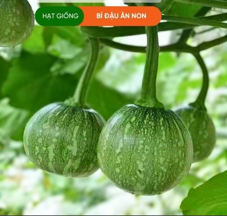 HẠT GIỐNG BÍ ĐẬU ĂN NON