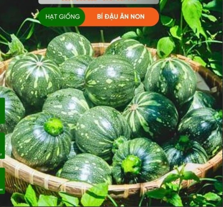 HẠT GIỐNG BÍ ĐẬU ĂN NON