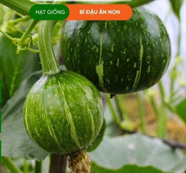 HẠT GIỐNG BÍ ĐẬU ĂN NON