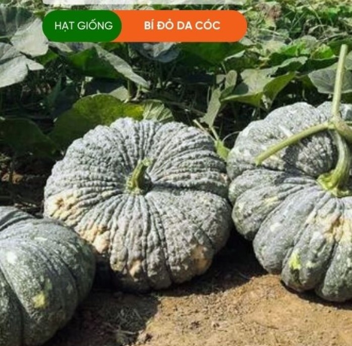 HẠT GIỐNG BÍ ĐỎ DA CÓC