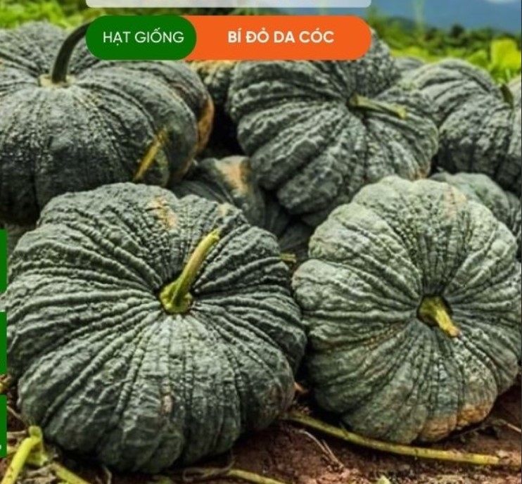 HẠT GIỐNG BÍ ĐỎ DA CÓC