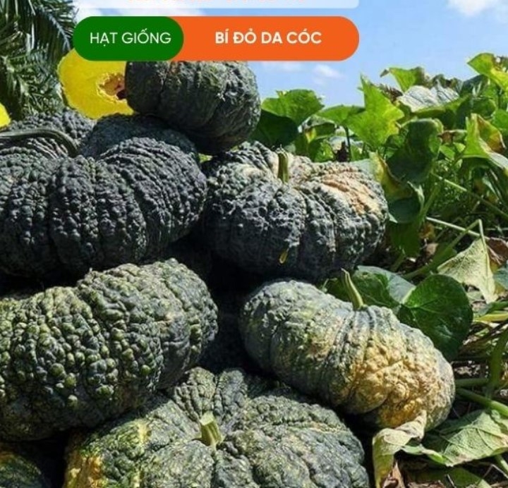 HẠT GIỐNG BÍ ĐỎ DA CÓC