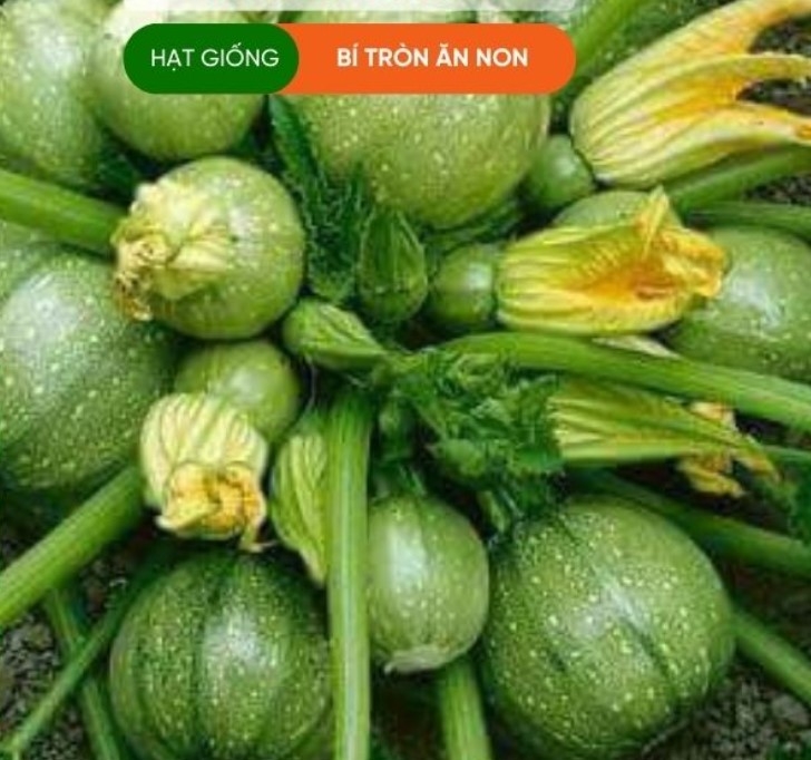 HẠT GIỐNG BÍ NGÒI ĂN NON