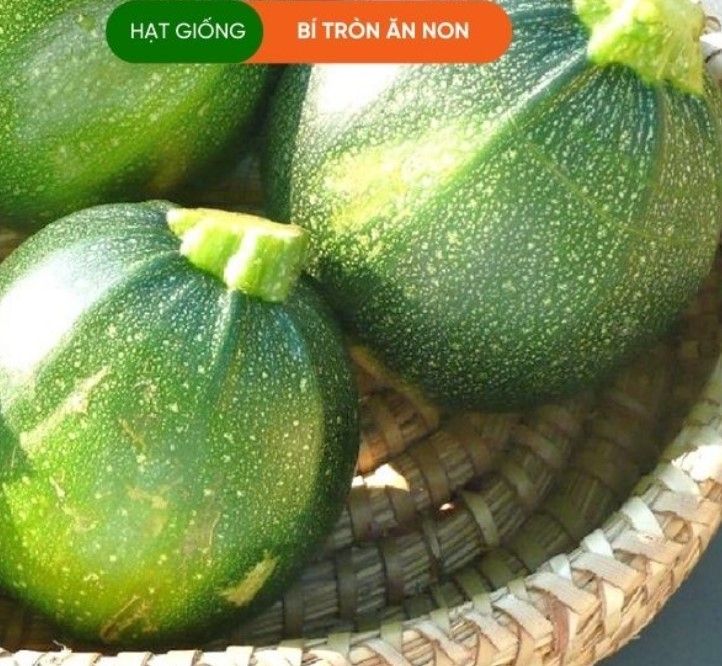 HẠT GIỐNG BÍ NGÒI ĂN NON