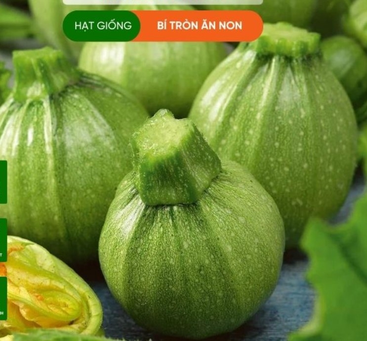 HẠT GIỐNG BÍ NGÒI ĂN NON