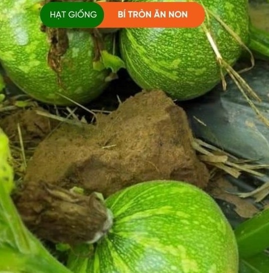 HẠT GIỐNG BÍ TRÒN ĂN NON
