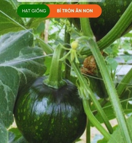 HẠT GIỐNG BÍ TRÒN ĂN NON