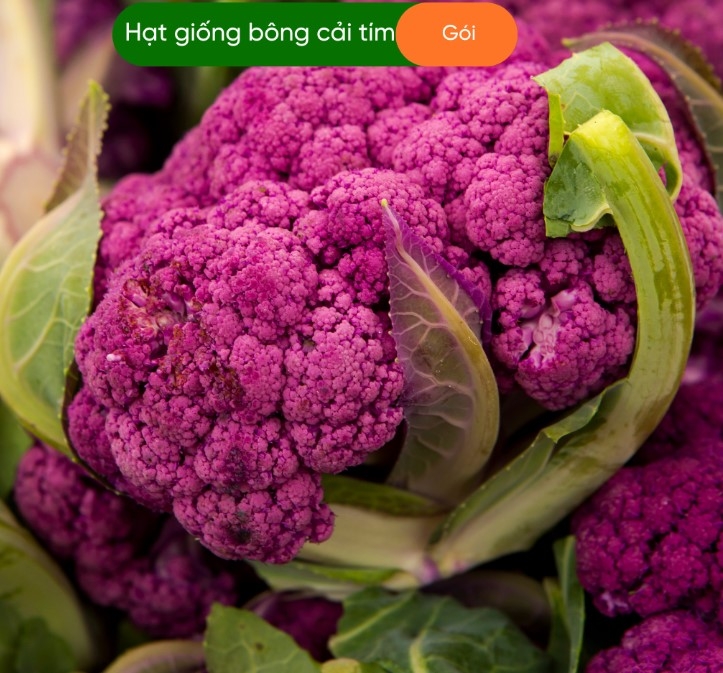 HẠT GIỐNG BÔNG CẢI TÍM