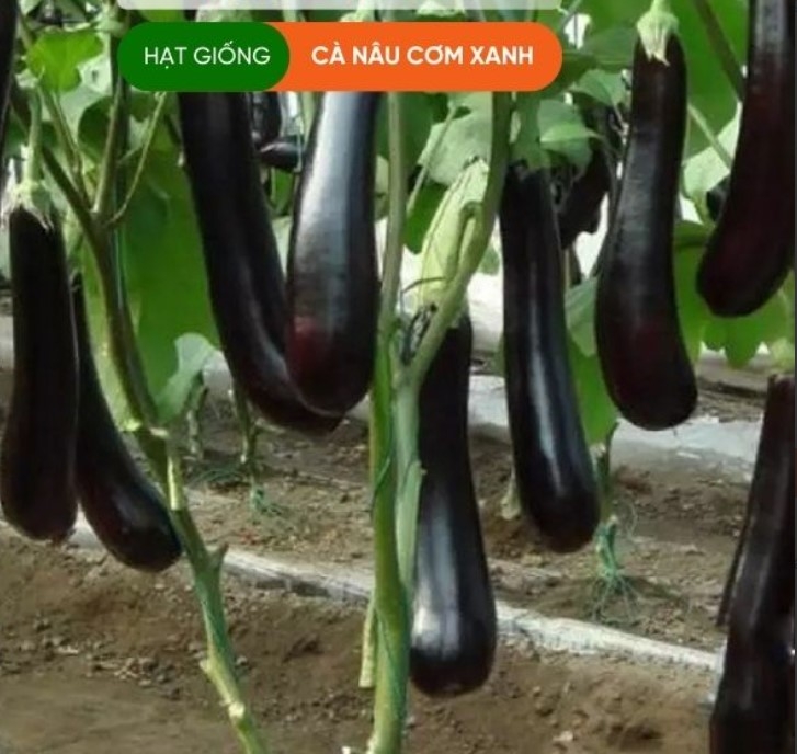 HẠT GIỐNG CÀ NÂU CƠM XANH