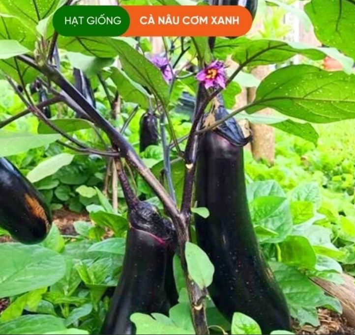 HẠT GIỐNG CÀ NÂU CƠM XANH