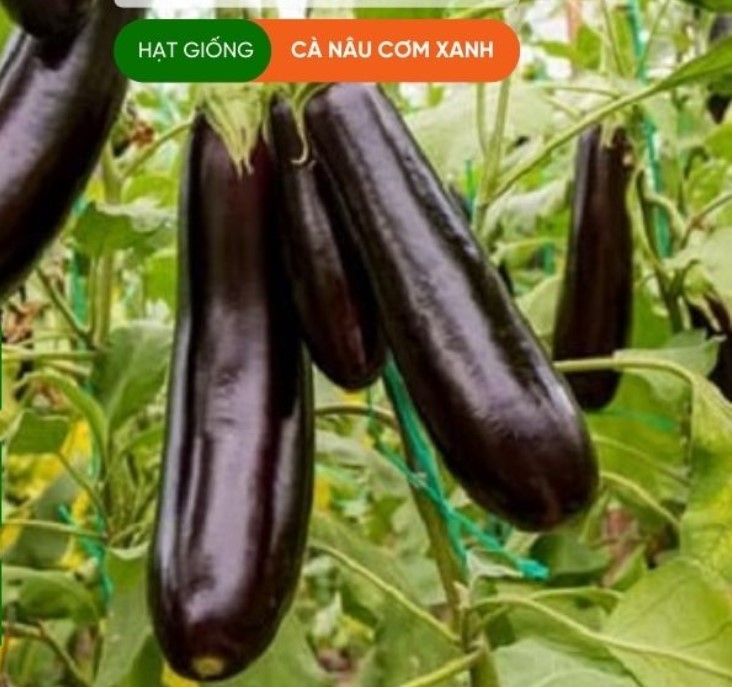 HẠT GIỐNG CÀ NÂU CƠM XANH