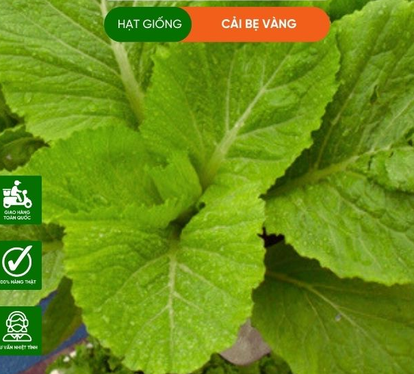 Hạt giống cải bẹ vàng