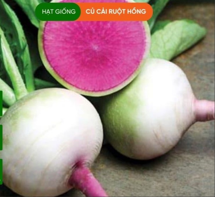 HẠT GIỐNG CỦ CẢI RUỘT HỒNG