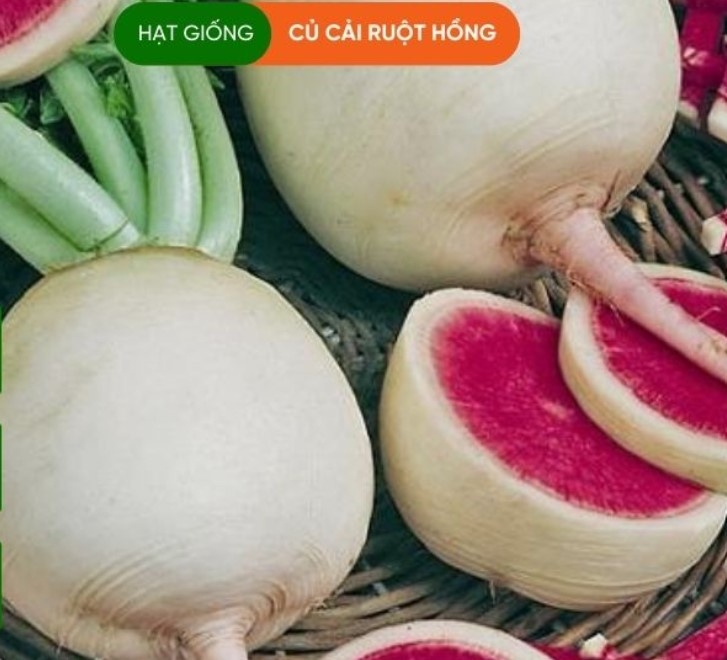HẠT GIỐNG CỦ CẢI RUỘT HỒNG