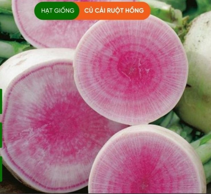 HẠT GIỐNG CỦ CẢI RUỘT HỒNG