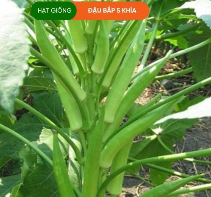 HẠT GIỐNG ĐẬU BẮP 5 KHÍA