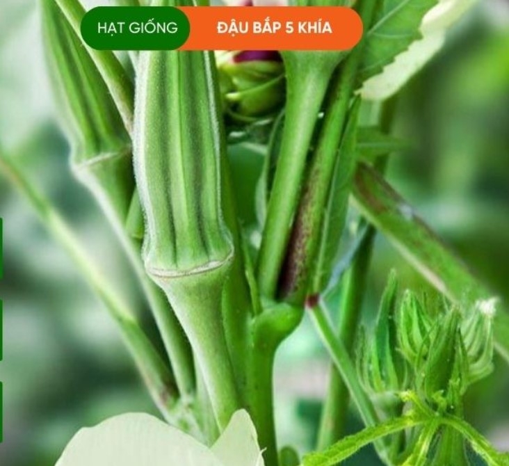 HẠT GIỐNG ĐẬU BẮP 5 KHÍA
